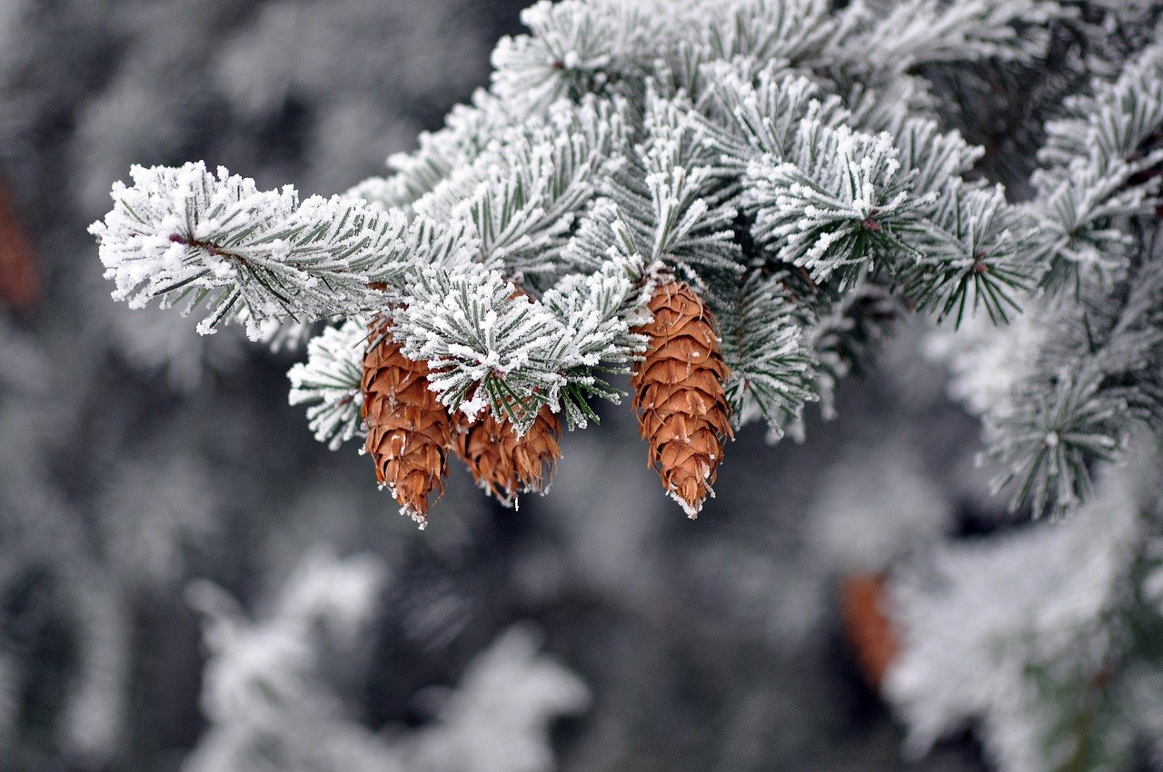 Easy Pine Cone Crafts for Kids